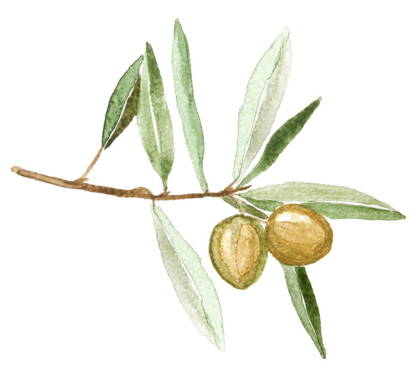 Watercolor green  olives on the branches.Hand painted natural design - Foto, immagini