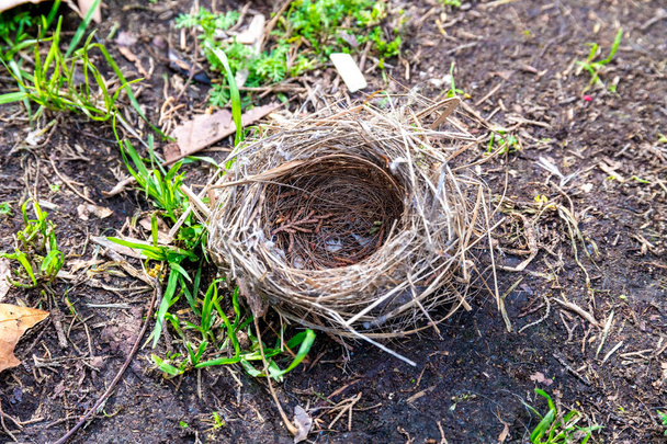 Εγκαταλελειμμένη φωλιά πουλιών στο έδαφος, με σκέλη χόρτου και φύλλα γύρω του, αναδεικνύοντας τον κύκλο της φύσης - Φωτογραφία, εικόνα