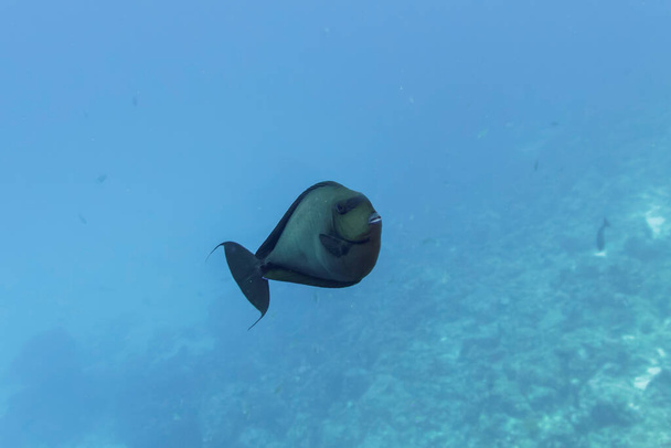 Parrotfish dans le récif corallien de l'île des Maldives. Sauvage tropical et corallien. Beau monde sous-marin. Photographie sous-marine. - Photo, image
