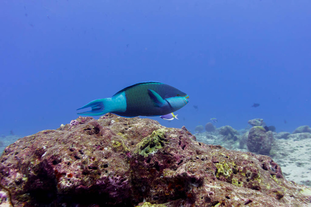 Papuga na rafie koralowej na Malediwach. Tropikalne i koralowe morskie dzikie zwierzęta. Piękny podwodny świat. Zdjęcia podwodne. - Zdjęcie, obraz