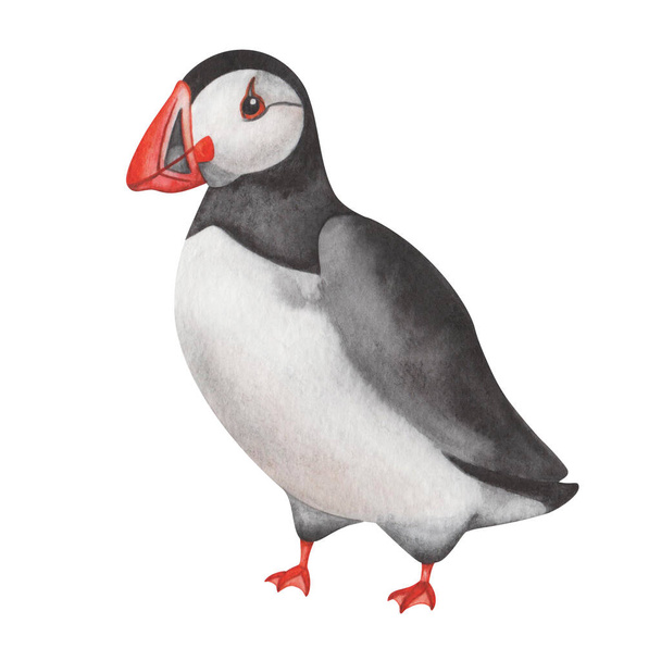 Watercolor illustration. Hand painted atlantic puffin with black wings, feathers, red beak and white chest plumage. North Antlantic Ocean seabird. Bird standing. Isolated clip art. Fratercula arctica - Photo, Image