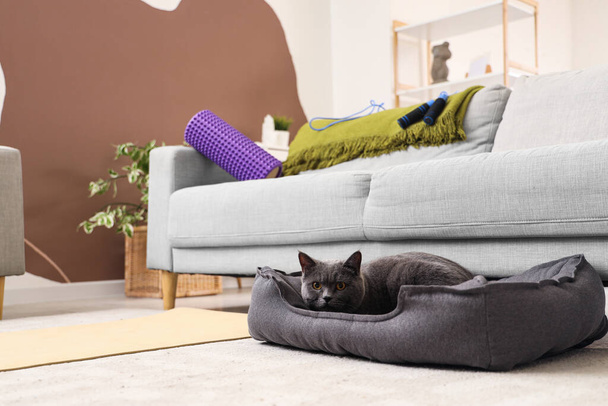 Cute British Shorthair cat lying in pet bed at home - Photo, Image