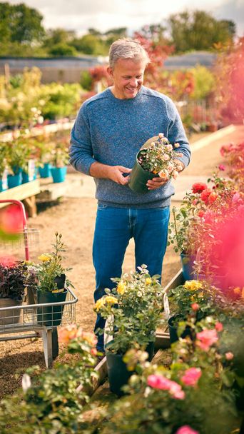 Mature Man With Trolley Outdoors In Garden Centre Choosing Plants And Buying Rose - Fotografie, Obrázek