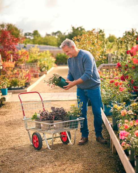 Mature Man With Trolley Outdoors In Garden Centre Choosing Plants And Buying Rose - Fotografie, Obrázek
