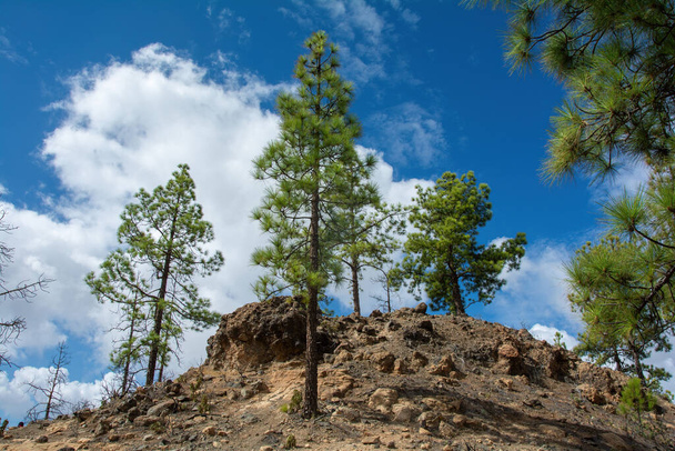 Pino canario (Pinus canariensis) en una montaña de la isla de Gran Canaria en España, con cielo azul y nubes - Foto, Imagen