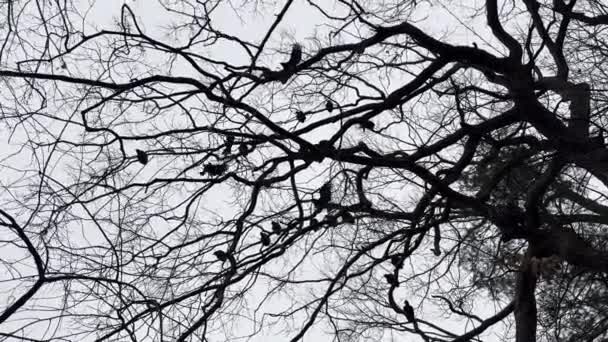 Подробный крупный план индюшачьих стервятников, машущих крыльями и сидящих на дереве, Новая Англия, США - Кадры, видео