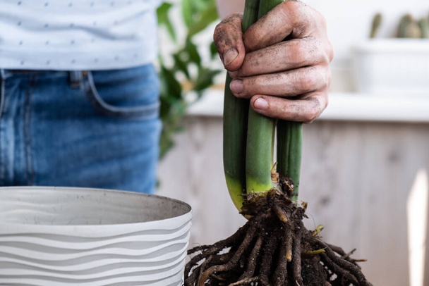 家に植えられた植物サリオカスを新しい鍋に移植する. 屋内植物を目覚めさせる。 新しい地面に植え替え,熱帯植物,持続可能性,環境を大切にする男性の手. スプリングハウスケア - 写真・画像