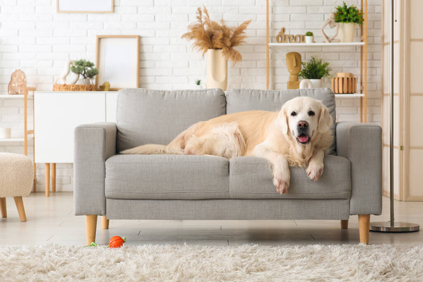 Cão bonito Labrador deitado no sofá cinza em casa - Foto, Imagem