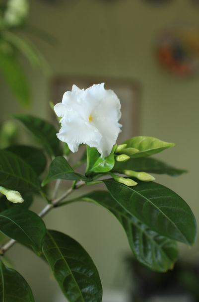 Flores blancas
 - Foto, Imagen