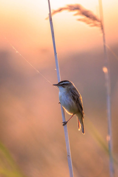 Closeup of a Sedge Warbler bird, Acrocephalus schoenobaenus, singing to attract a female during sunset in Springtime - Photo, Image