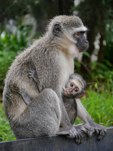 Madre y bebé monos vervet en abrazo amoroso, Sudáfrica. Foto de alta calidad - Foto, imagen
