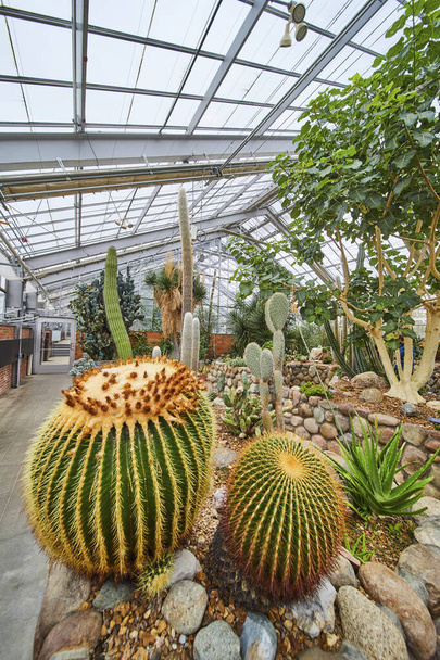 Jardim de cacto interior vibrante em Matthaei Botanical Gardens em Ann Arbor, Michigan, apresentando diversas espécies sob um teto de vidro. - Foto, Imagem