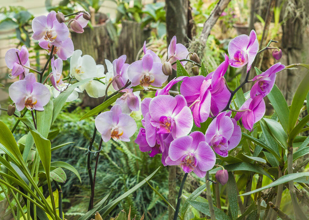 Цветущие гибридные орхидеи фаленопсис в теплице. - Фото, изображение