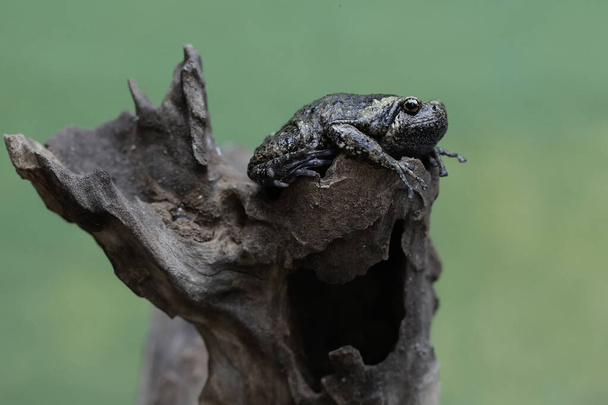 De smalle kikker van een volwassen Muller rust op een droge boomtak. Deze amfibie heeft de wetenschappelijke naam Kaloula baleata. - Foto, afbeelding