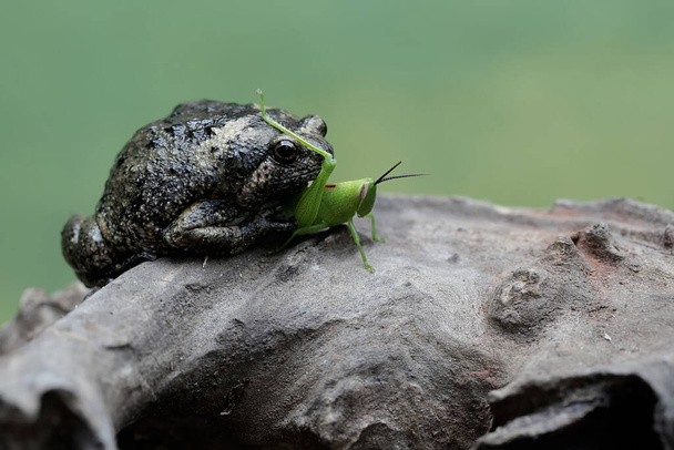 A Muller's narrow mouth frog is ready to prey on a green grasshopper. This amphibian has the scientific name Kaloula baleata. - Photo, Image