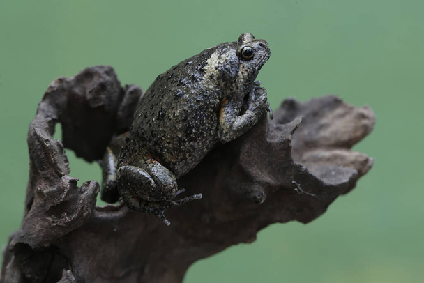 大人のムラーの狭い口のカエルは乾いた木の枝の上に休んでいる. このアンペアビアンは科学的な名前を持っています. - 写真・画像