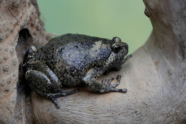 大人のムラーの狭い口のカエルは乾いた木の枝の上に休んでいる. このアンペアビアンは科学的な名前を持っています. - 写真・画像