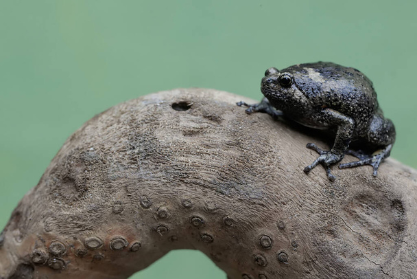 La grenouille-bouche étroite d'un Muller adulte repose sur une branche sèche d'arbre. Cet amphibien porte le nom scientifique Kaloula baleata. - Photo, image