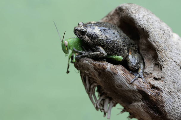 Une grenouille à bouche étroite de Muller est prête à se nourrir d'une sauterelle verte. Cet amphibien porte le nom scientifique Kaloula baleata. - Photo, image