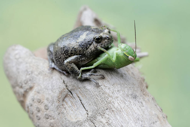 Müller 'in dar ağızlı kurbağası yeşil çekirgeyi avlamaya hazır. Bu amfibyumun bilimsel adı Kaloula baleata.. - Fotoğraf, Görsel