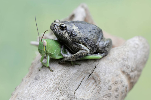 Müller 'in dar ağızlı kurbağası yeşil çekirgeyi avlamaya hazır. Bu amfibyumun bilimsel adı Kaloula baleata.. - Fotoğraf, Görsel