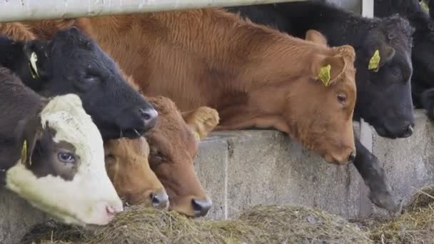 Sárga címkés tehenek szénával táplálkoznak. - Felvétel, videó
