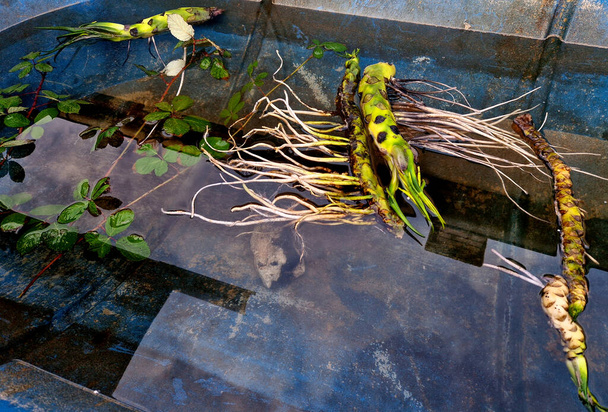 root grows to a depth of 50 to 200 cm in the muddy bottom. A stem and long petioles of leaves grow from the root. The leaves and flower float on the surface. It prefers sunny locations, in a blue tub - Photo, Image
