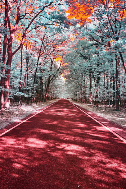 Surrealistyczna jesienna podróż po wibrującej drodze przez tunel Michigans Tunnel of Trees, uchwycona na podczerwień w 2017 roku - Zdjęcie, obraz