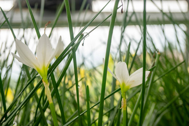 Μικρό λευκό λουλούδι του φθινοπώρου zephyr κρίνου Zephyranthes στον καταπράσινο κήπο. Η φωτογραφία είναι κατάλληλη για χρήση στο φόντο της φύσης, στη βοτανική αφίσα και στα μέσα περιεχομένου κήπου. - Φωτογραφία, εικόνα