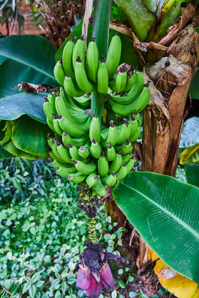 Ζωντανό, άγουρο τσαμπί μπανάνας που κρέμεται από ένα δέντρο στον καταπράσινο Βοτανικό Κήπο Matthaei, Ann Arbor, Michigan, αναδεικνύοντας έννοιες βιολογικής και βιώσιμης καλλιέργειας. - Φωτογραφία, εικόνα