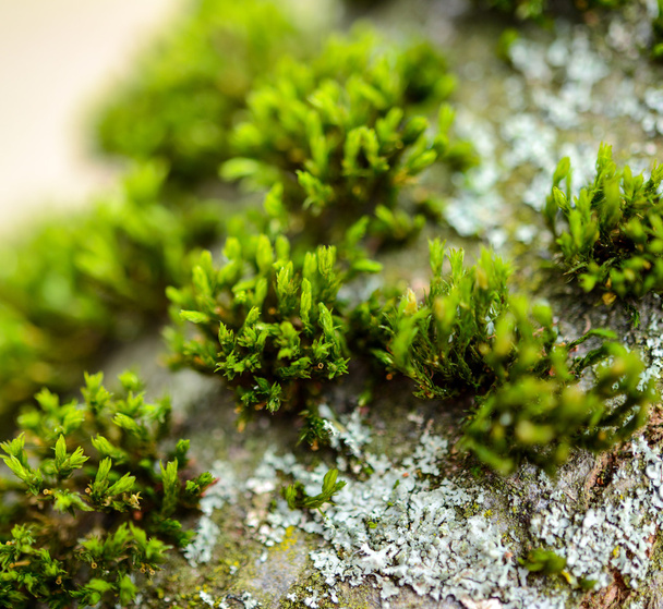 Green fresh moss in forest - Photo, image