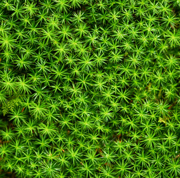 Moss texture background - Zdjęcie, obraz