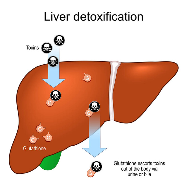 Глутатион и детоксикация печени. Антиоксидант и гепатозащита. Объясняю Детоксикационные пути. Векторная иллюстрация - Вектор,изображение