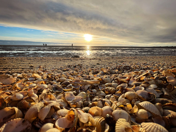 Mořské mušle na mokrém písku. Letní Severního moře v Zandvoort, Nizozemsko. - Fotografie, Obrázek