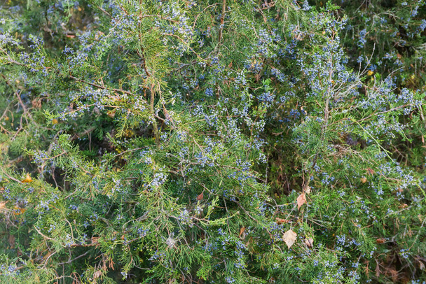 Jalovcové keře s četnými modrými plody v podzimním parku, fragment zblízka ve slunečném ránu - Fotografie, Obrázek