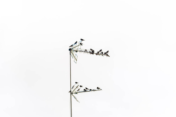 Eine Gruppe Schwalbenvögel sitzt auf einer Fernsehantenne. Wildtiere. - Foto, Bild