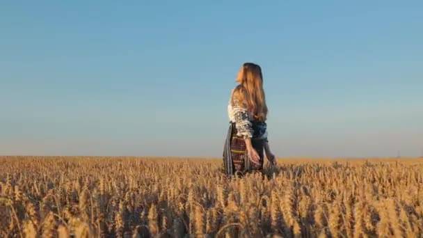Mietiskelevä nainen vehnäpellolla iltahämärässä, nainen Ukrainan kansallispuvussa kävelee keskellä vehnäpeltoa, katsoen takaisin laskevaan aurinkoon - Materiaali, video