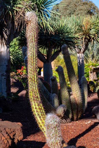 Botanikus kert különböző trópusi zamatos növények zöld kaktuszok napsütéses nap - Fotó, kép