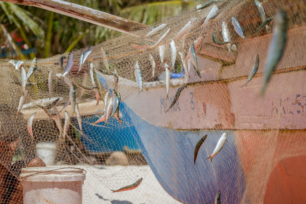 red de pesca con peces sobre fondo natural
 - Foto, imagen