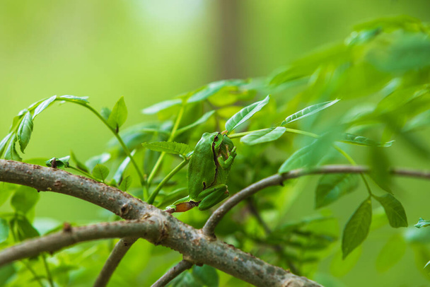 Hyla arborea Green Tree Frog sentado en un árbol con fondo verde y hermoso bokeh - Foto, Imagen