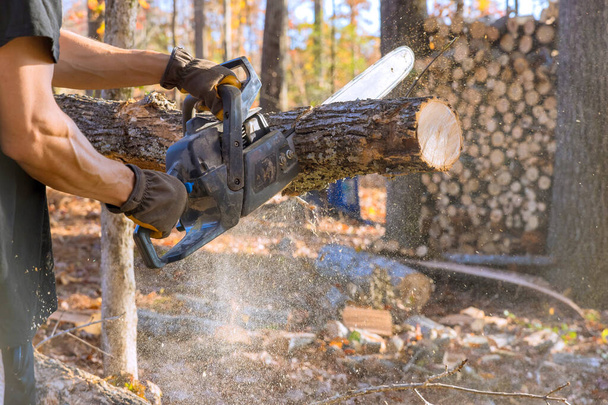 Le bûcheron utilise une tronçonneuse pour couper les arbres pendant le nettoyage d'automne dans la forêt - Photo, image