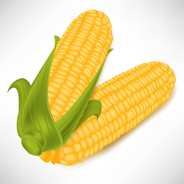 two corncobs in pile isolated - Vector, Image