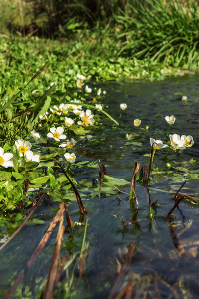 Небольшой поток кристально чистой воды с маленькими белыми цветами с желтыми тычинками - Фото, изображение