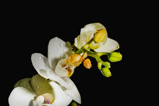 weiße Blumen auf schwarzem Hintergrund - Foto, Bild