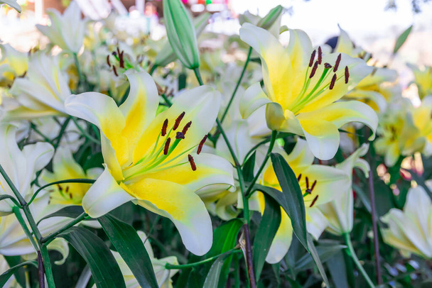 piękny biały lilium brownii kwiat w ogrodzie, Lilium brownii jest gatunkiem lilii pochodzi z Chin - Zdjęcie, obraz