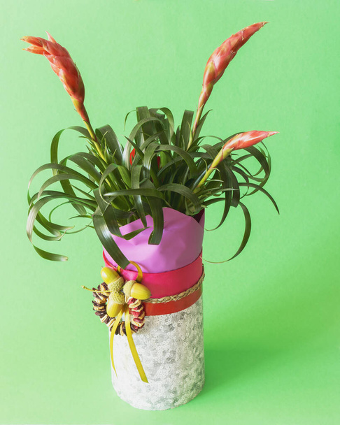 Side view of bromeliad or vriesea splendens flowers in gift box with decorations on salad background - Photo, Image