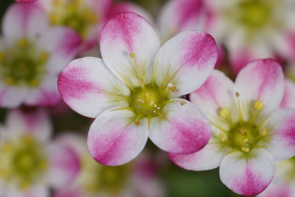 Detailed , naturtal closeup on the colorful white and pink Saxifrage flowers in the garden - Photo, Image