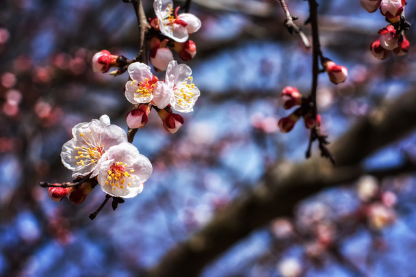 Apricot blossom - Photo, Image
