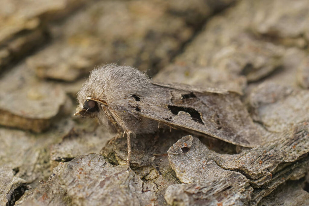 Natural closeup on the European Hebrew Character owlet moth, Orthosia gothica sitting on wood - Photo, Image