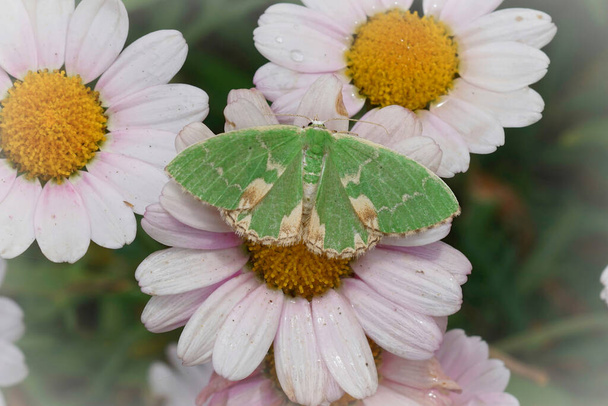 Closeup detalhado em uma mariposa verde esmeralda manchada fresca, Comibaena bajularia, sentada com asas espalhadas em uma flor branca - Foto, Imagem